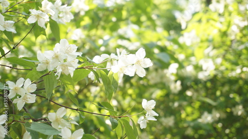 white blossoming tree in the summer
