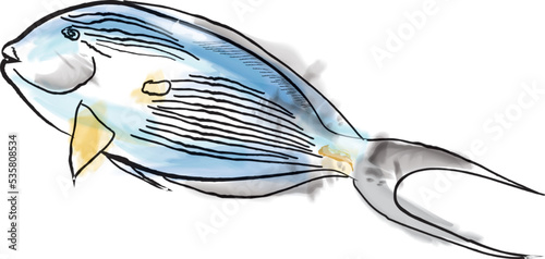 Surgeon fish watercolor vector, red sea species illustration