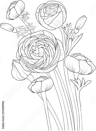 illustration of ranunculus, rose, hand drawn pencil sketch bouquet flower branch of leaf bud, botanical collocation coloring page for adult isolated on white background.
