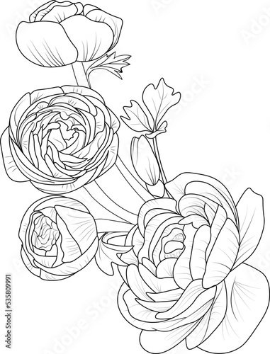 illustration of ranunculus, rose, hand drawn pencil sketch bouquet flower branch of leaf bud, botanical collocation coloring page for adult isolated on white background.
