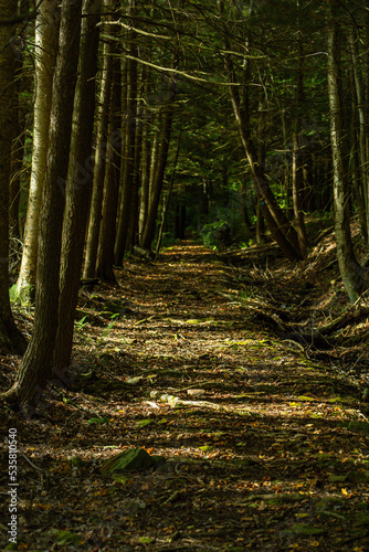 footpath in the woods