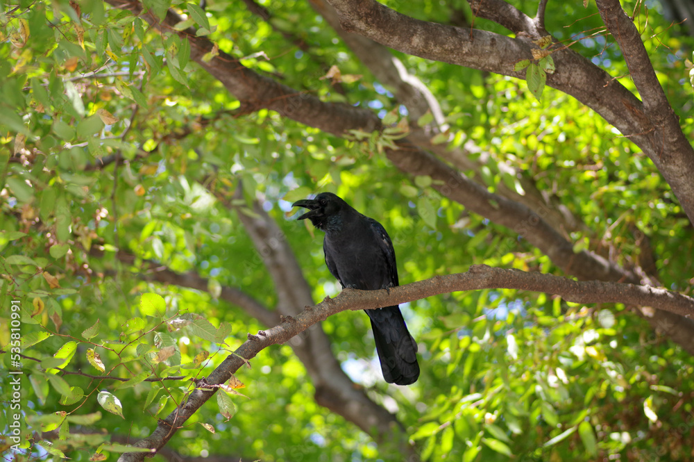カラスが木の上で休んでいる カラスが木の上で休んでいる