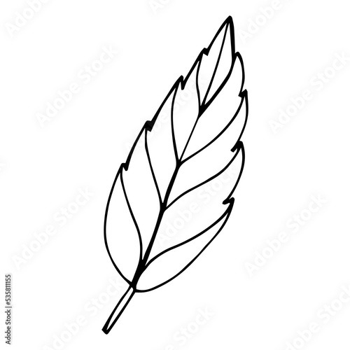 Cherry fruit  leaf isolated on white background