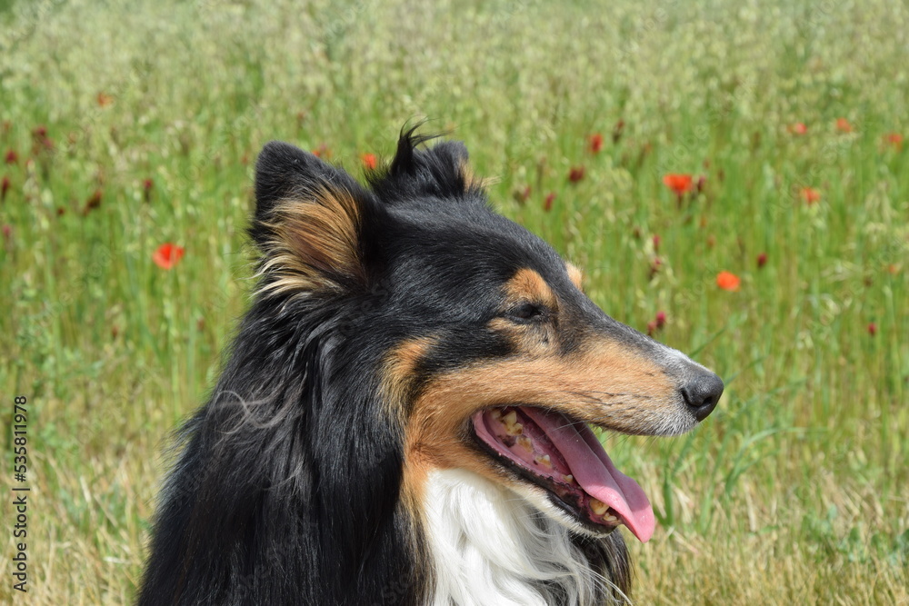 berger des shetland berger des shetland
