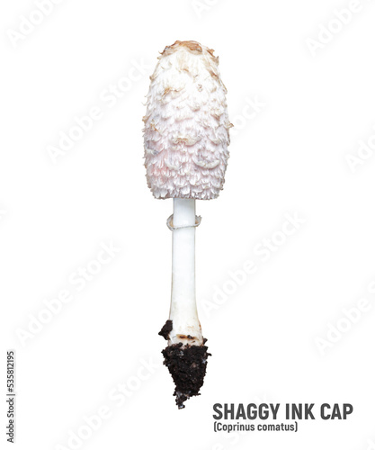 Shaggy ink cap or lawyer's wig isolated on white. Wild mushrooms Coprinus comatus.