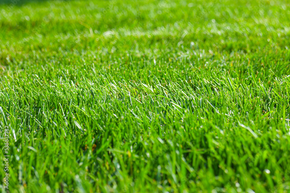 Close up of green lawn on a sunny day. Selective focus. Close up of green lawn on a sunny day. Selective focus.