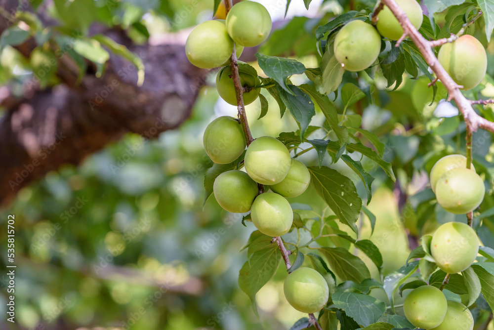 Japanese apricot fruit, Young fruits of Ume, on the tree