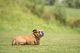 Obedient fit Continental Bulldog dog is lying in a green meadow and is concentrated