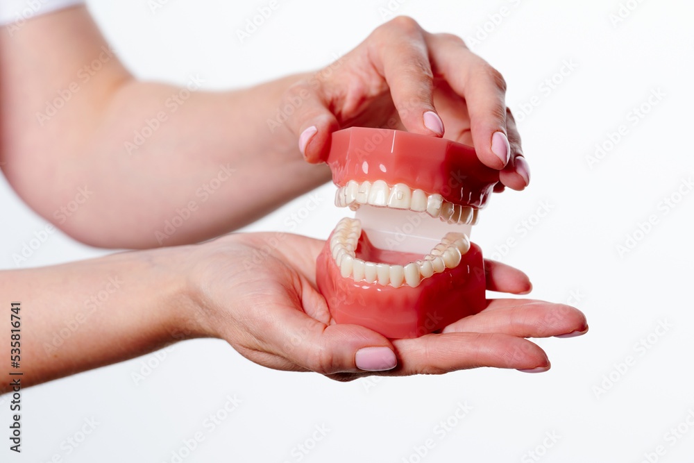 Dental model with orthodontic appliance with transparent braces. Jaw