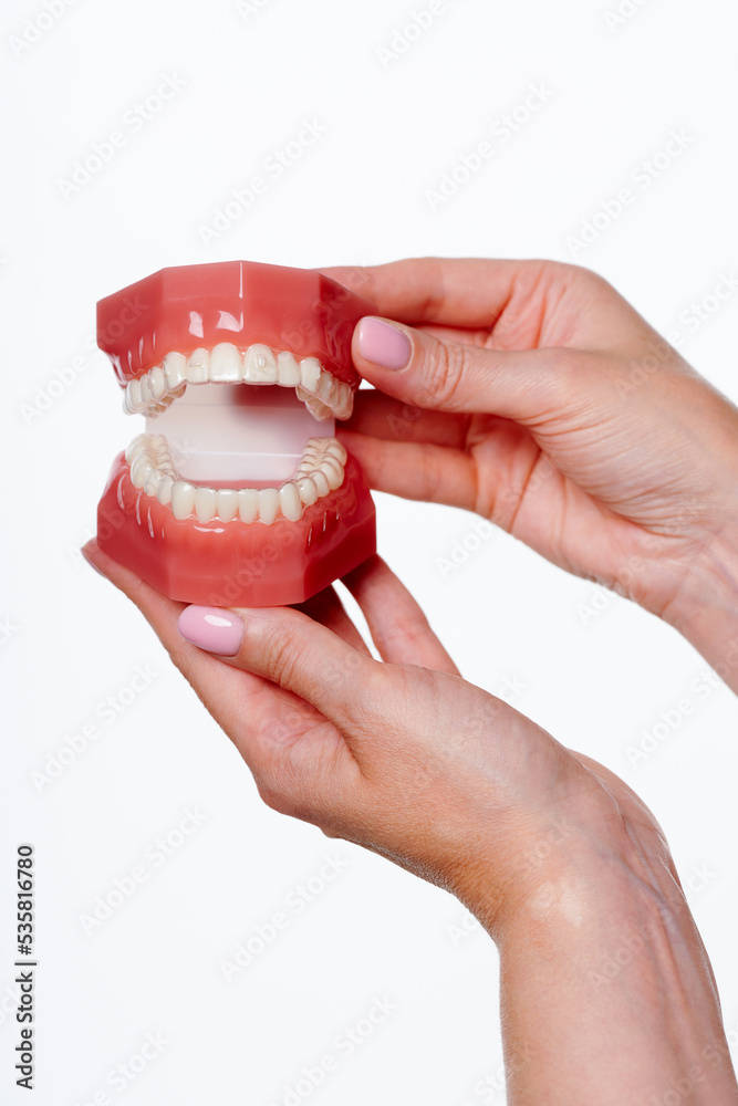 Dental model with orthodontic appliance with transparent braces. Jaw