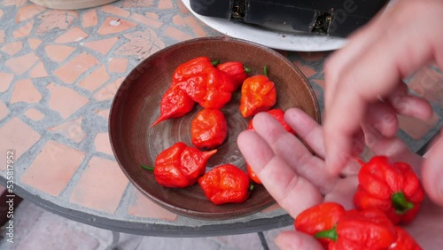 Hands put Carolina Reaper chili pepper pods on ceramic plate. photo