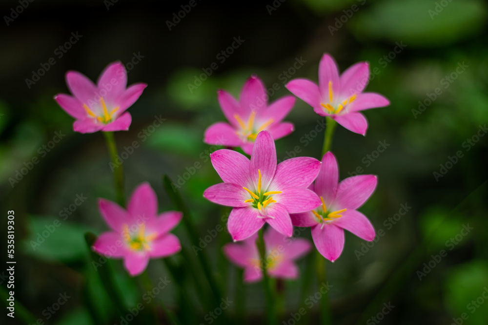 Pink rain lily is a perennial, Pink Rain Lily deep glossy green flower Pink rain lily is a perennial, Pink Rain Lily deep glossy green flower