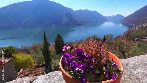 The pot with pansies against Lake Lugano, Valsolda, Italy photo