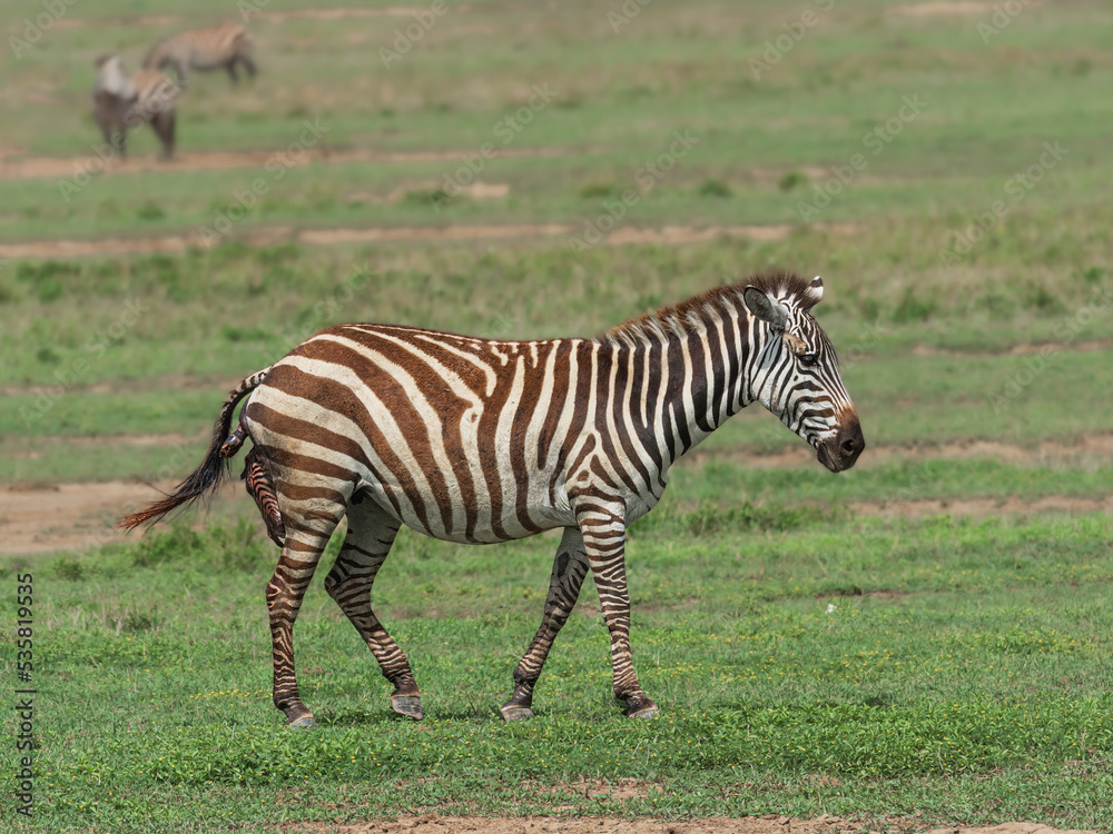 Obraz premium Zebra Giving Birth
