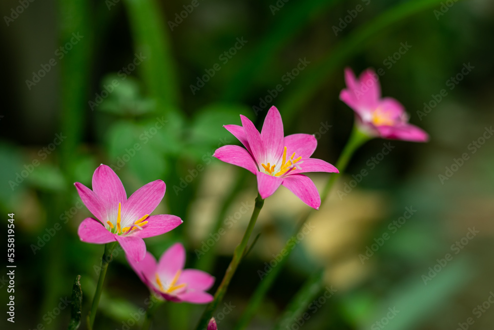 Pink Rain Lily flowers come in white, yellow, and shades of pink Pink Rain Lily flowers come in white, yellow, and shades of pink