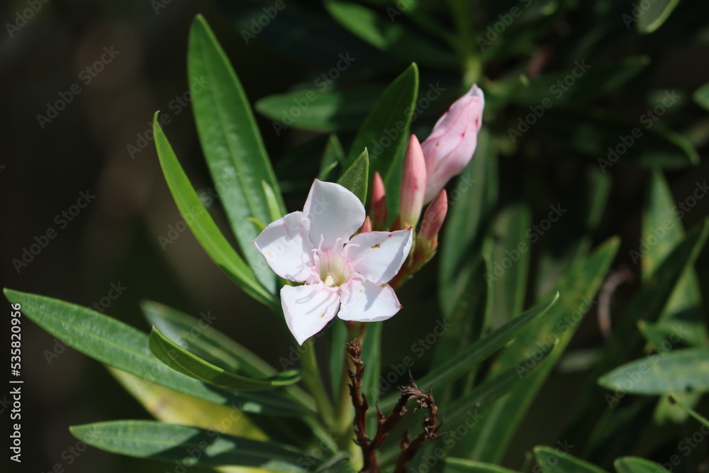 Cambodia. Nerium oleander. It is the only species currently classified in the genus Nerium, belonging to subfamily Apocynoideae of the dogbane family Apocynaceae. 