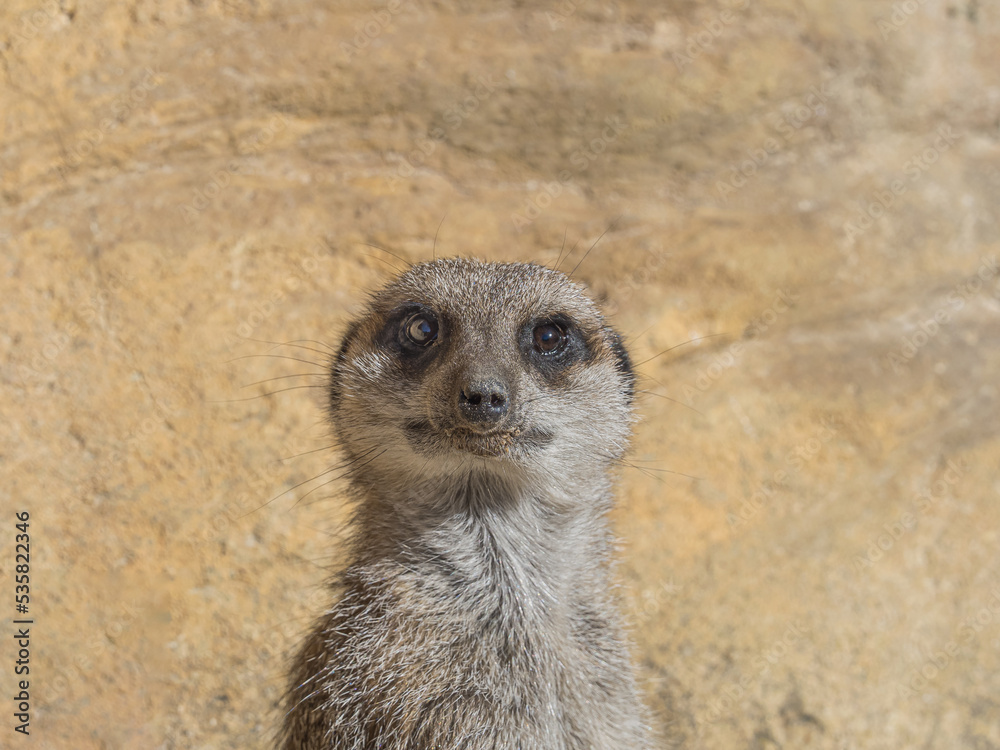Fototapeta premium meerkat on the lookout