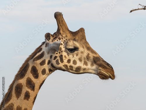 Photography giraffe in the wild