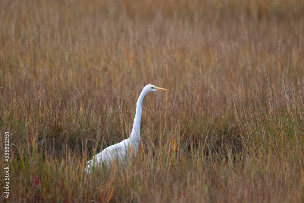 Fototapeta premium Great Egret in the Marsh