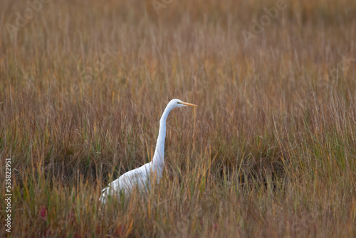 Great Egret in the Marsh