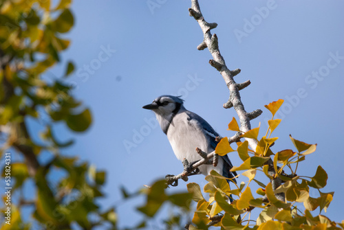 Blue Jay in a tree