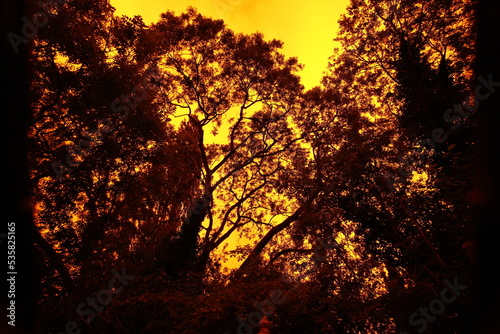 orange sky with silhouette trees, with dark edges