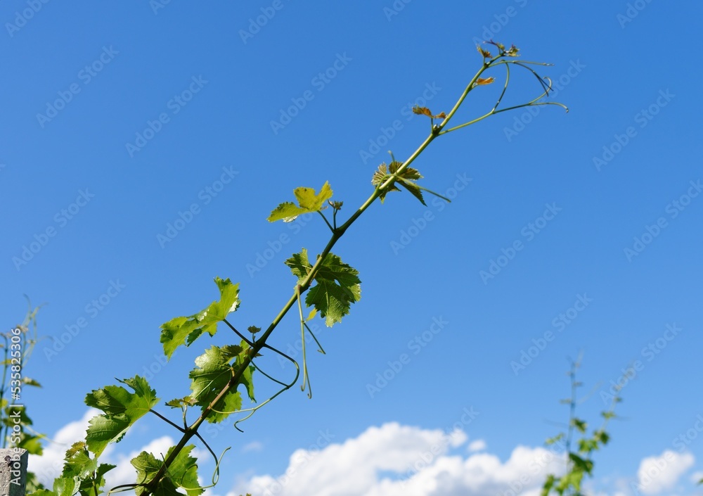 Obraz premium Vine shoot on bright blue sky background