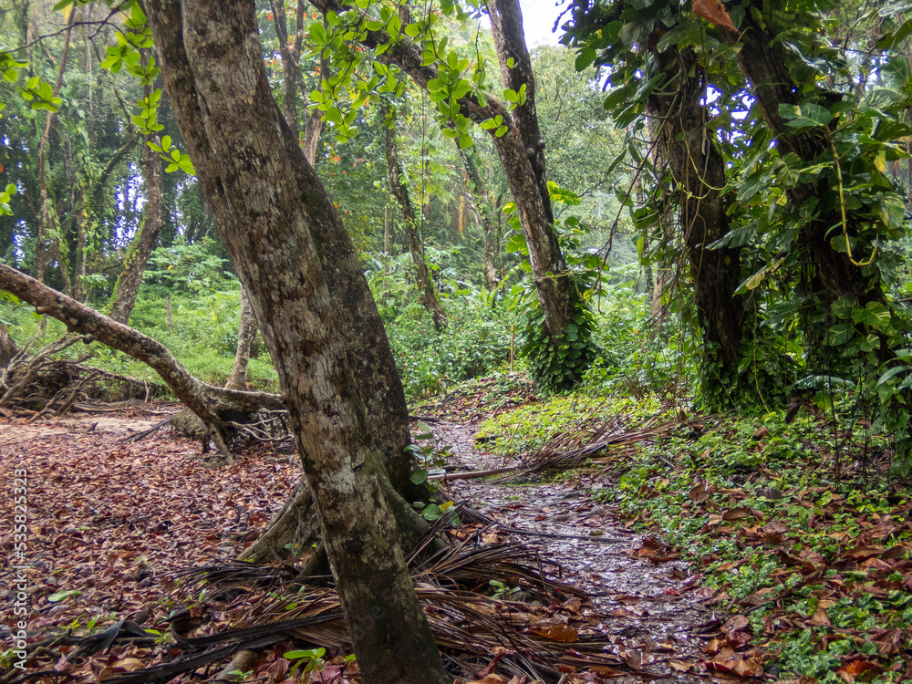 Sendero en un bosque de la costa caribeña de Puerto Viejo en Costa Rica Sendero en un bosque de la costa caribeña de Puerto Viejo en Costa Rica