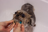 Washing dog in the grooming salon