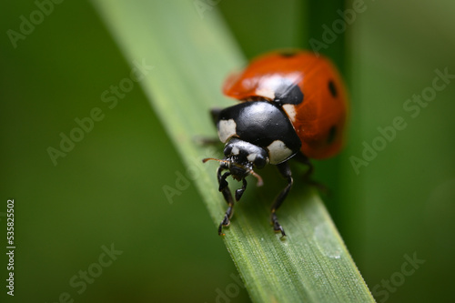 macro photo of a ladybug on the grass. close-up of a red beetle. beautiful natural background with ladybird wings texture