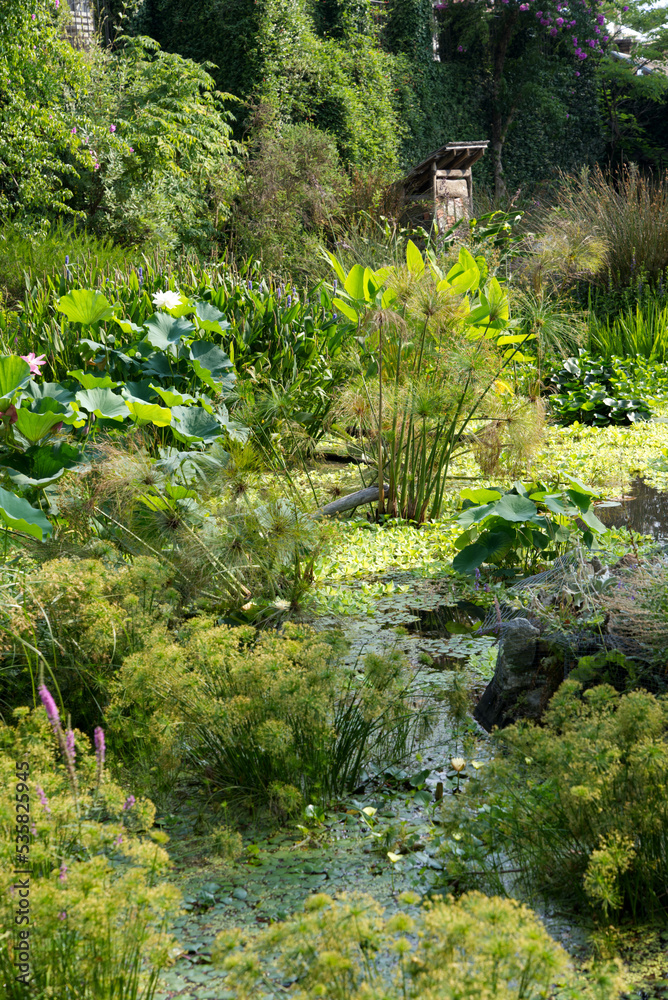 Pink yellow water lily at pond of botanical garden at Brisago Islands on a sunny summer day. Photo taken July 25th, 2022, Brisago Islands, Switzerland.