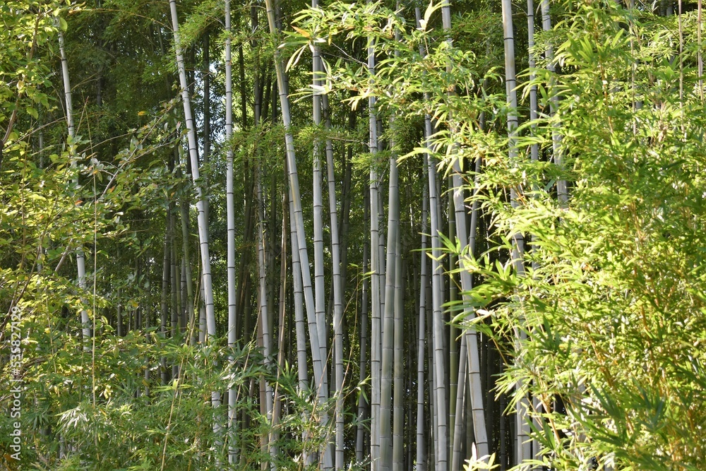 竹林の小径 Stock Photo Adobe Stock