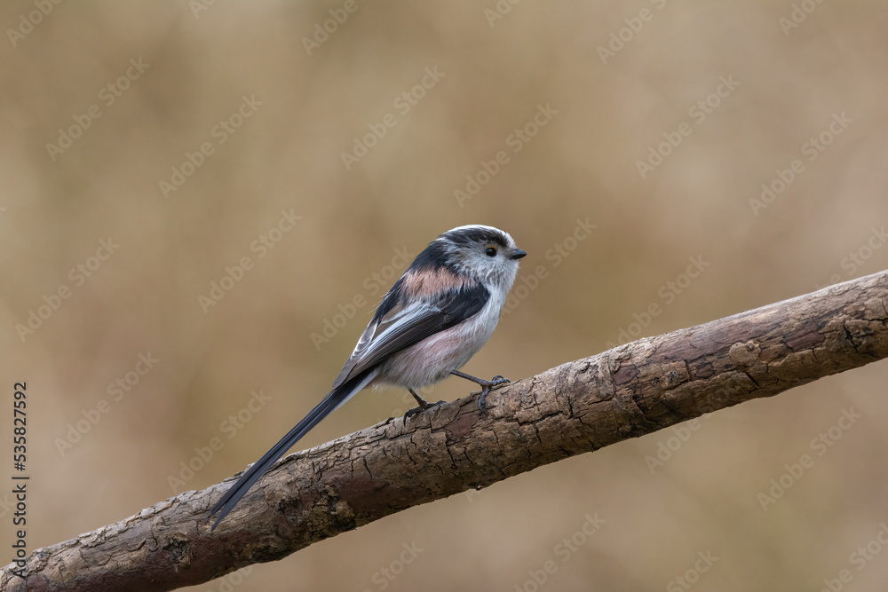 Fototapeta premium Long tailed tit, Aegithalos caudatus, perched on a tree branch. Side view, looking right