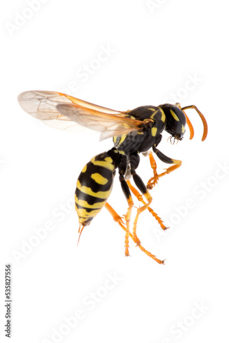 Wasp on white background © John