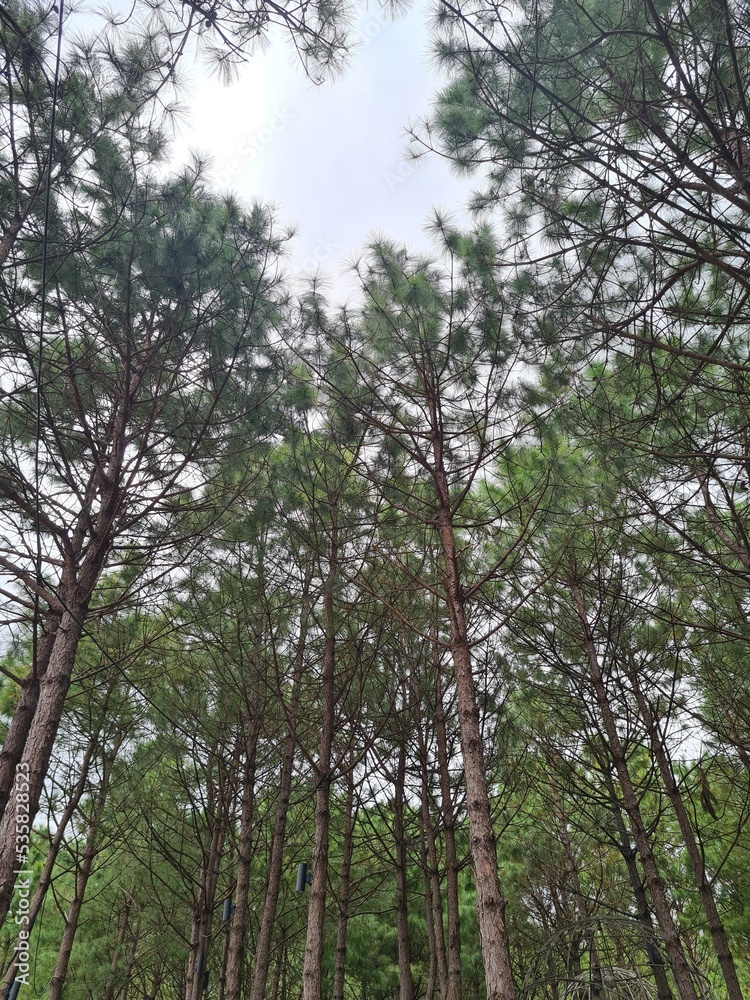 Fototapeta premium trees in the forest