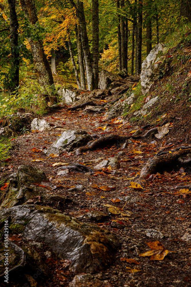 Autumn landscape. Yellow leaves. Road in fallen leaves. Forest Road. Autumn landscape. Yellow leaves. Road in fallen leaves. Forest Road.