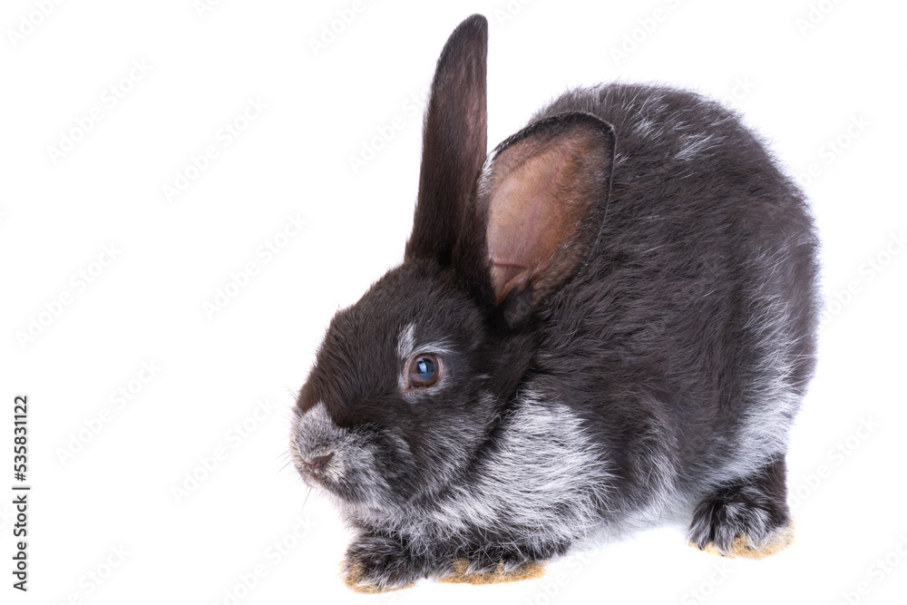 Obraz premium Black rabbit isolated