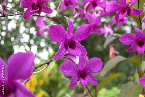 Orchid flower with purple petals of Phalaenopsis. Selective focus. photo