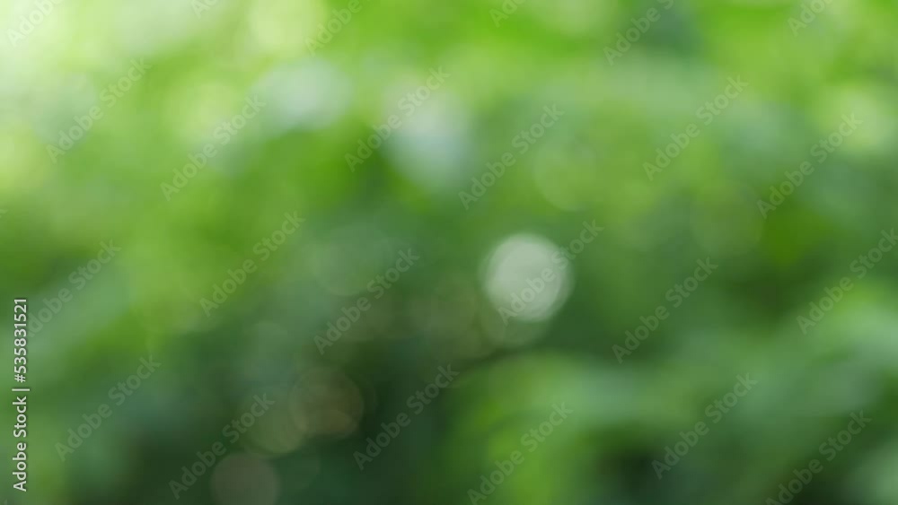 Blurred background, bokeh, light shining through trees
tree bark background Blurred background, bokeh, light shining through trees
tree bark background