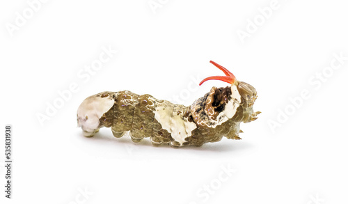 Giant Swallowtail Caterpillar - Papilio cresphontes - with the osmeterium, a glandular process of swallowtail larvae that emits a disagreeable odor for defensive purposes