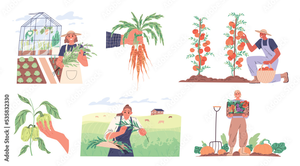Farmers harvesting ripe crops. People growing vegetables, gardening, farming.