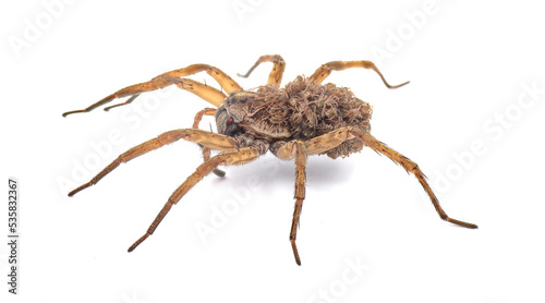 Carolina wolf spider - Hogna carolinensis - with babies on her back or abdomen, side view extreme detail throughout, isolated cutout on white