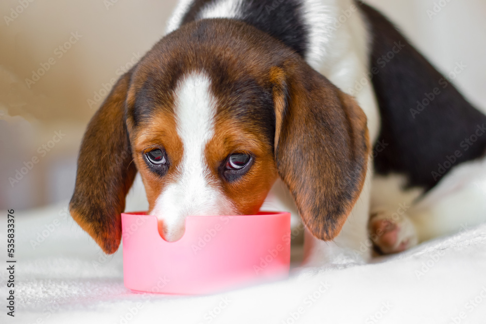 Beagle dog puppy eats food from bowl. Gaze is directed at camera. Gaze is directed at cameraClose-up