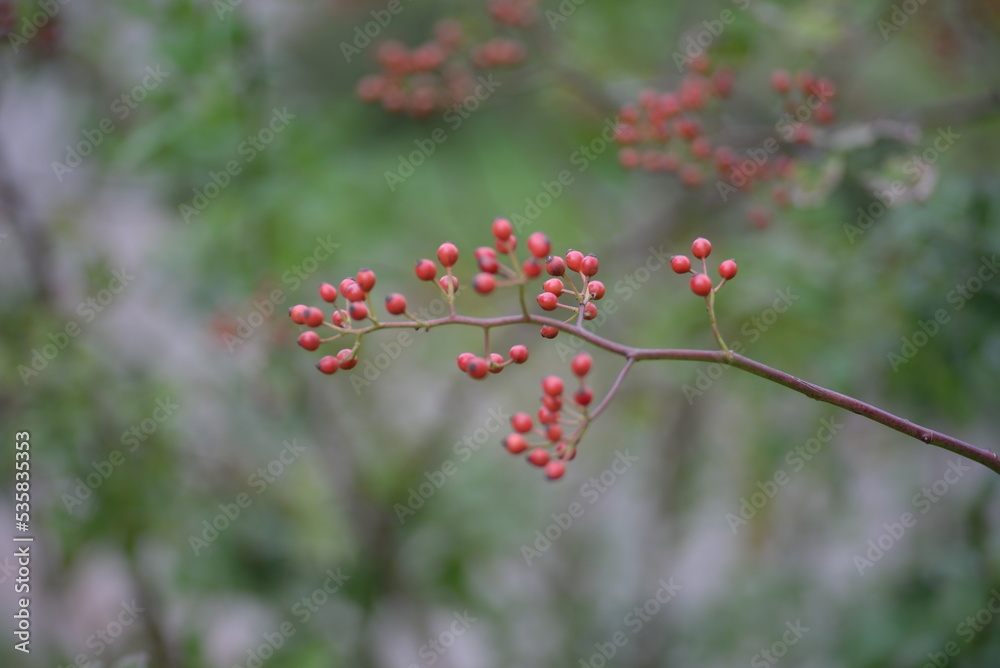 small red rose hips close-up on a branch, green fruits antioxidants, red texture on a green background, abstract gradient, blurred silhouette, organic, healthy berry, fruit tea, healthy food small red rose hips close-up on a branch, green fruits antioxidants, red texture on a green background, abstract gradient, blurred silhouette, organic, healthy berry, fruit tea, healthy food