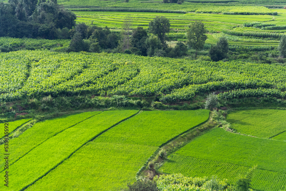 Aerial view of green rice fields