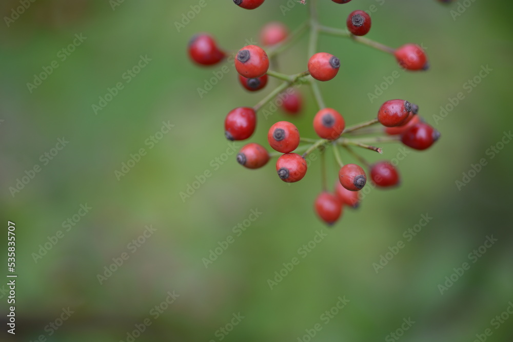 small red rose hips close-up on a branch, green fruits antioxidants, red texture on a green background, abstract gradient, blurred silhouette, organic, healthy berry, fruit tea, healthy food small red rose hips close-up on a branch, green fruits antioxidants, red texture on a green background, abstract gradient, blurred silhouette, organic, healthy berry, fruit tea, healthy food