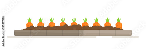 A bed of carrots for the vegetable garden. Vector illustration of the gardener's work. Banner of the kitchen garden .