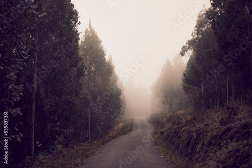 road surrounded by very tall trees, there is a lot of fog, you can see different textures and shapes in the fog
