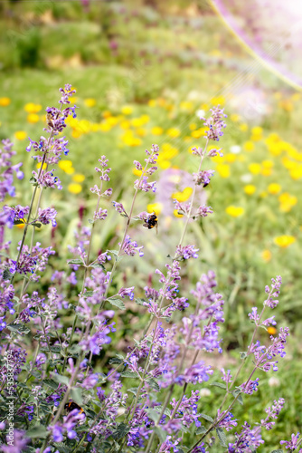A bee collects nectar and pollen from wildflowers.