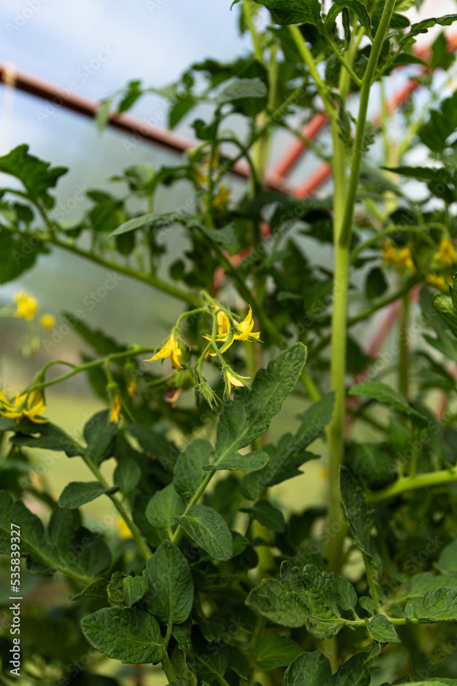 Green tomatoes grow on a branch. Harvest a tomato in the sun. tomatoes bloom in the greenhouse Green tomatoes grow on a branch. Harvest a tomato in the sun. tomatoes bloom in the greenhouse